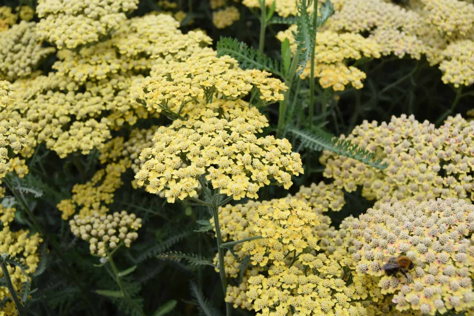 Achillea 'Terracotta'